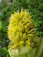 Gentiana lutea vardjanii