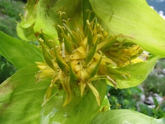 Gentiana lutea vardjanii