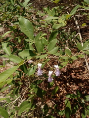 Vitex mollis