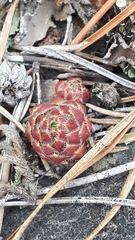 Sempervivum globiferum