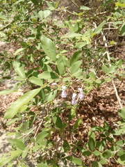 Vitex mollis