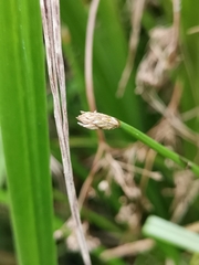Eleocharis mamillata