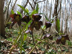 Helleborus atrorubens