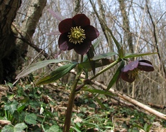 Helleborus atrorubens