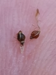 Eleocharis mamillata