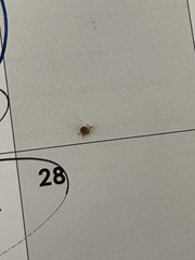 Amblyomma americanum