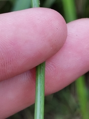 Eleocharis mamillata