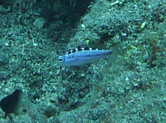 Serranus tortugarum