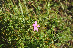 Chironia melampyrifolia