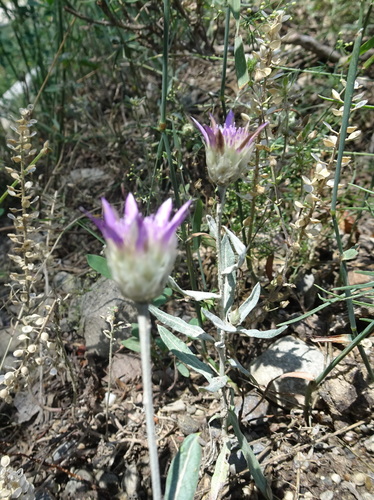 Image of Xeranthemum inapertum by (c) Thomas Koffel, some rights reserved (CC BY)