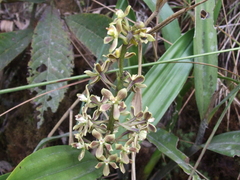 Prosthechea crassilabia