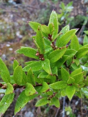 Gaultheria insana