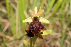 Ophrys sphegodes