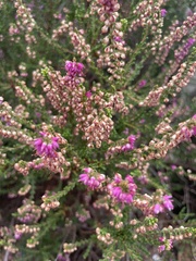 Calluna