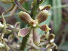 Prosthechea crassilabia