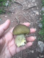 Tricholoma