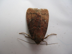 Pseudorthodes vecors