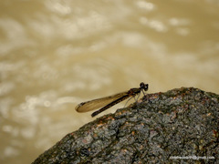 Heliocypha bisignata