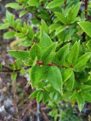Gaultheria insana
