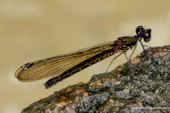 Heliocypha bisignata