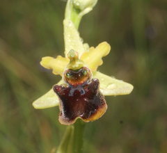 Ophrys sphegodes