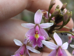 Epidendrum calanthum