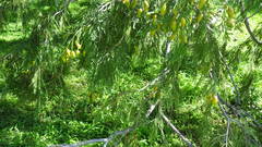 Calocedrus decurrens