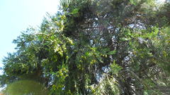 Calocedrus decurrens