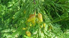 Calocedrus decurrens