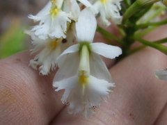 Epidendrum calanthum