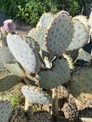 Opuntia santa-rita