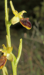 Ophrys sphegodes