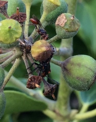 Aridelus rufotestaceus