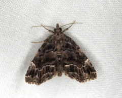 Cutina arcuata
