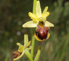 Ophrys sphegodes
