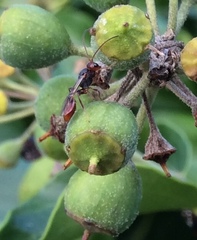 Aridelus rufotestaceus