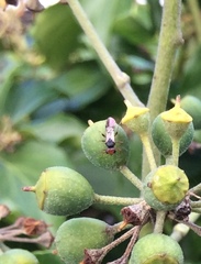 Aridelus rufotestaceus