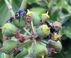 Aridelus rufotestaceus