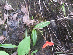 Phragmipedium besseae