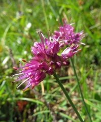 Allium kermesinum