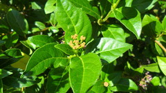 Viburnum tinus