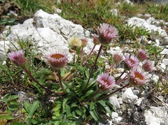 Erigeron glabratus