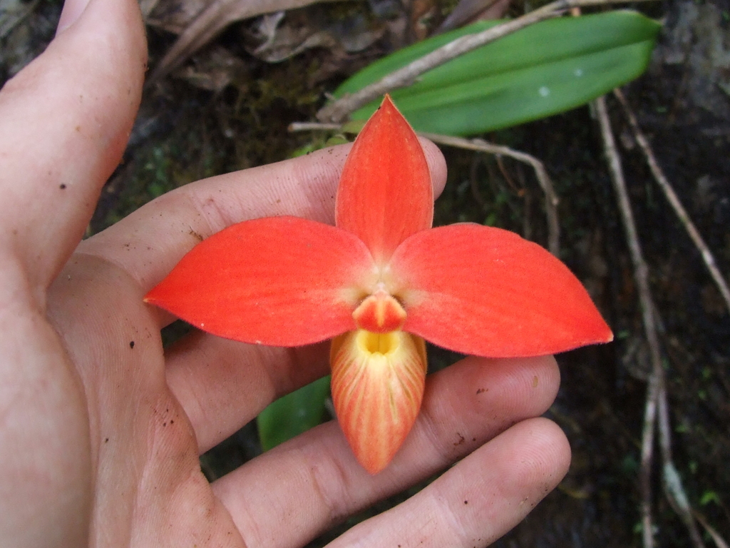 Phragmipedium besseae