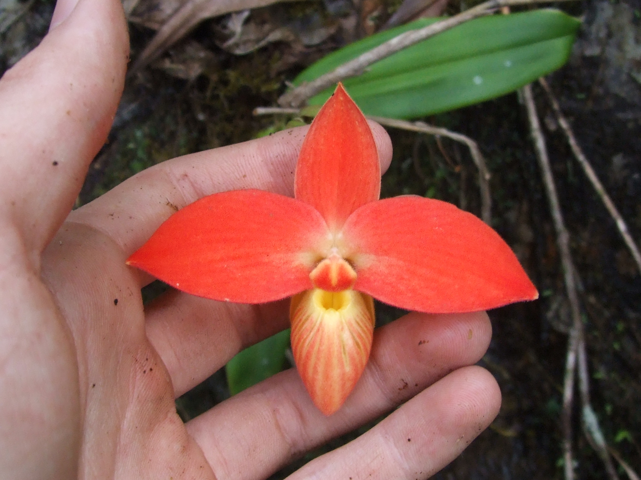 Besse's Phragmipedium (Phragmipedium besseae)
