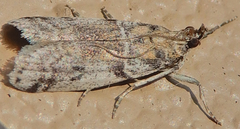 Laetilia dilatifasciella