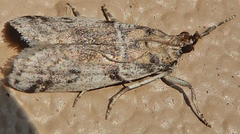Laetilia dilatifasciella