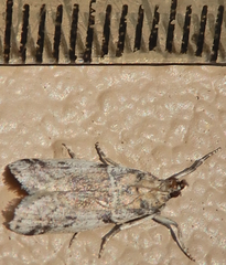 Laetilia dilatifasciella