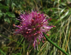 Allium kermesinum