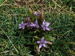 Gentianella anisodonta