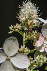 Isodontia auripes